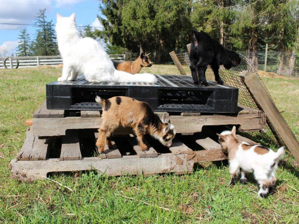 Some of our 2018 crop of Nigerian Dwarf kids with the our barn cat, Rye.
