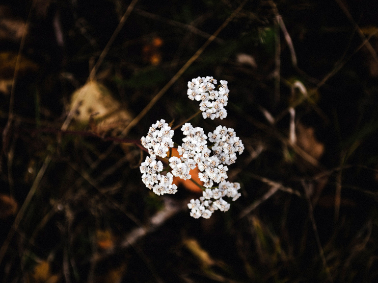 Yarrow (Achillea millefolium) occurs naturally and be foraged for use fresh or dry in designs.
