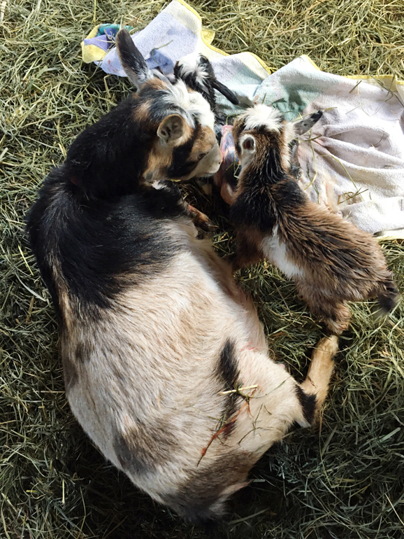 a doe licks of her newborn kids