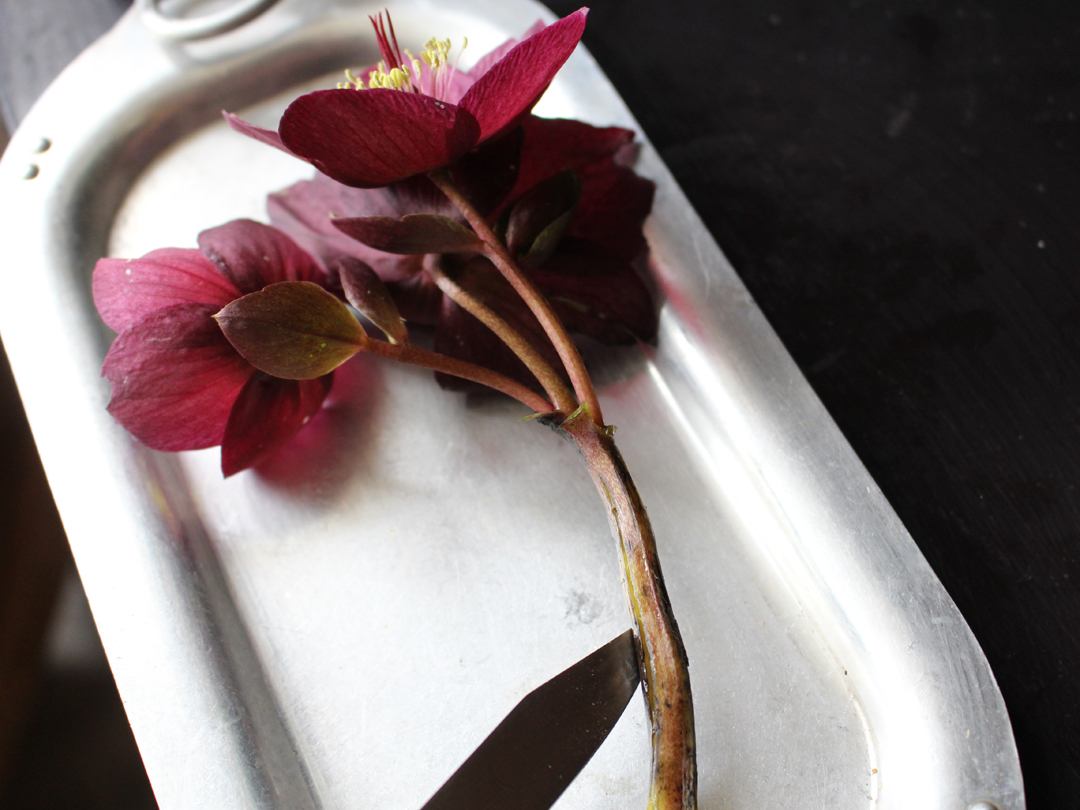 Score hellebore stems with a sharp knife to improve vase life