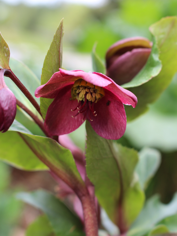 Young or unripe hellebore with stamens