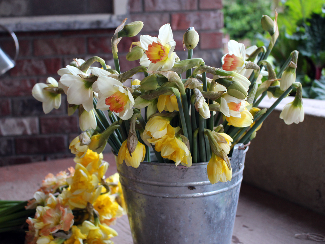 A bucket of daffodils conditioning for at least six hours