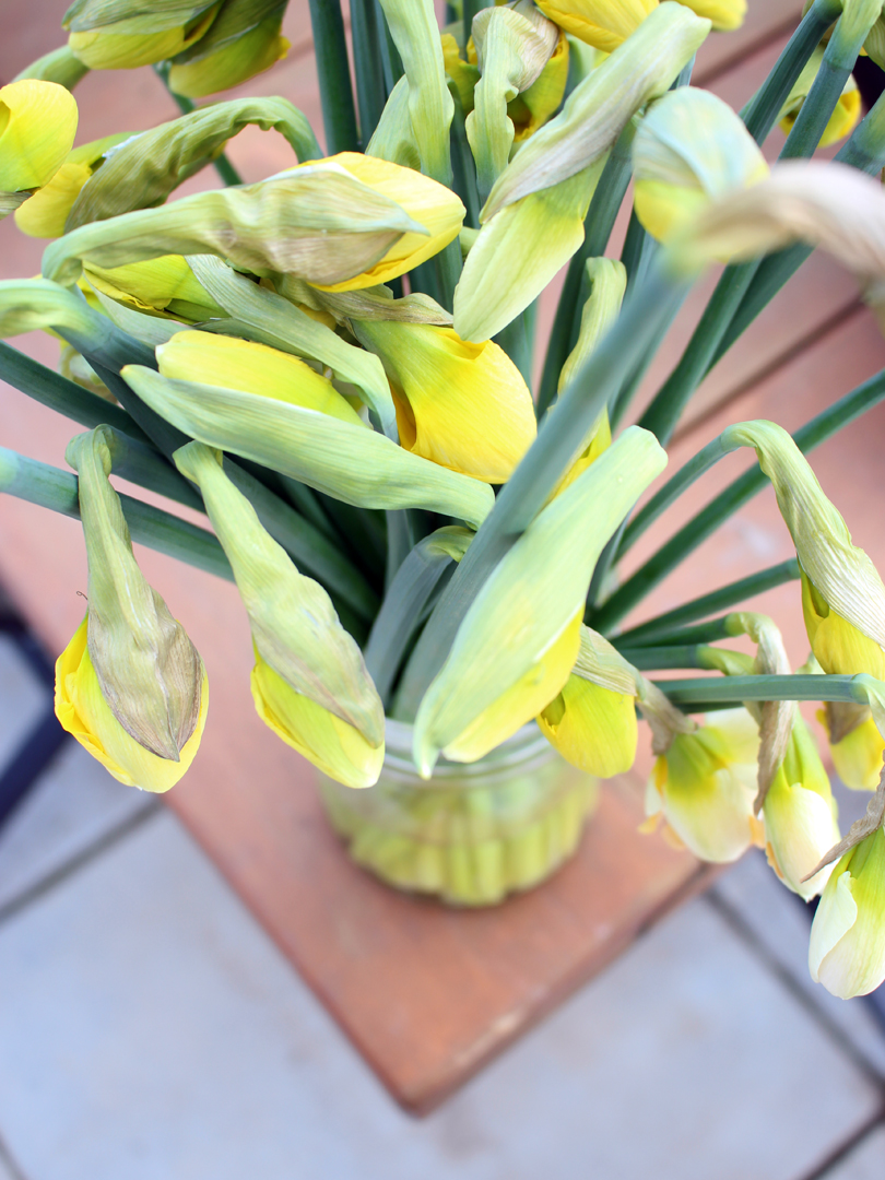 Daffodils harvested at "gooseneck" stage for the longest vase life possible.