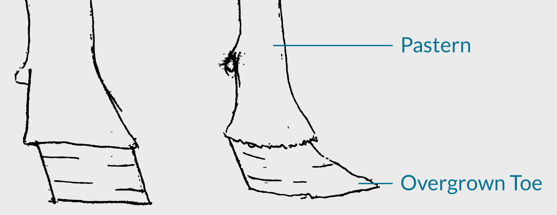 Goat hoof diagram showing an overgrown hoof compared to a correctly maintained hoof.