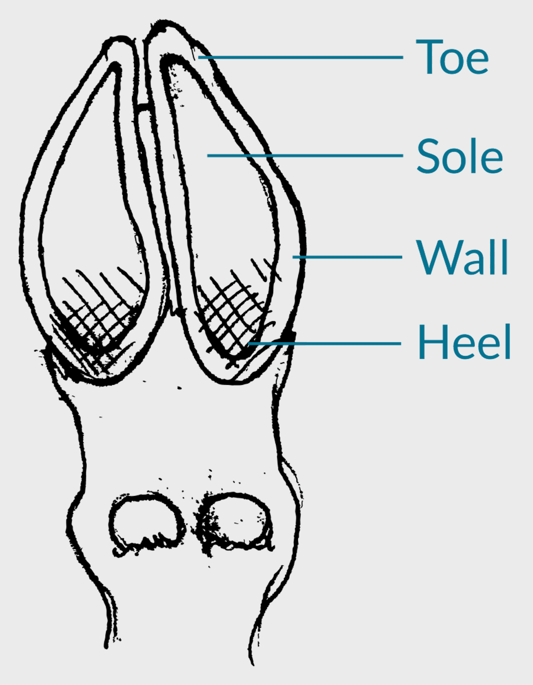 Diagram showing the underside of a properly trimmed goat hoof with heel wall, sole, and toe.