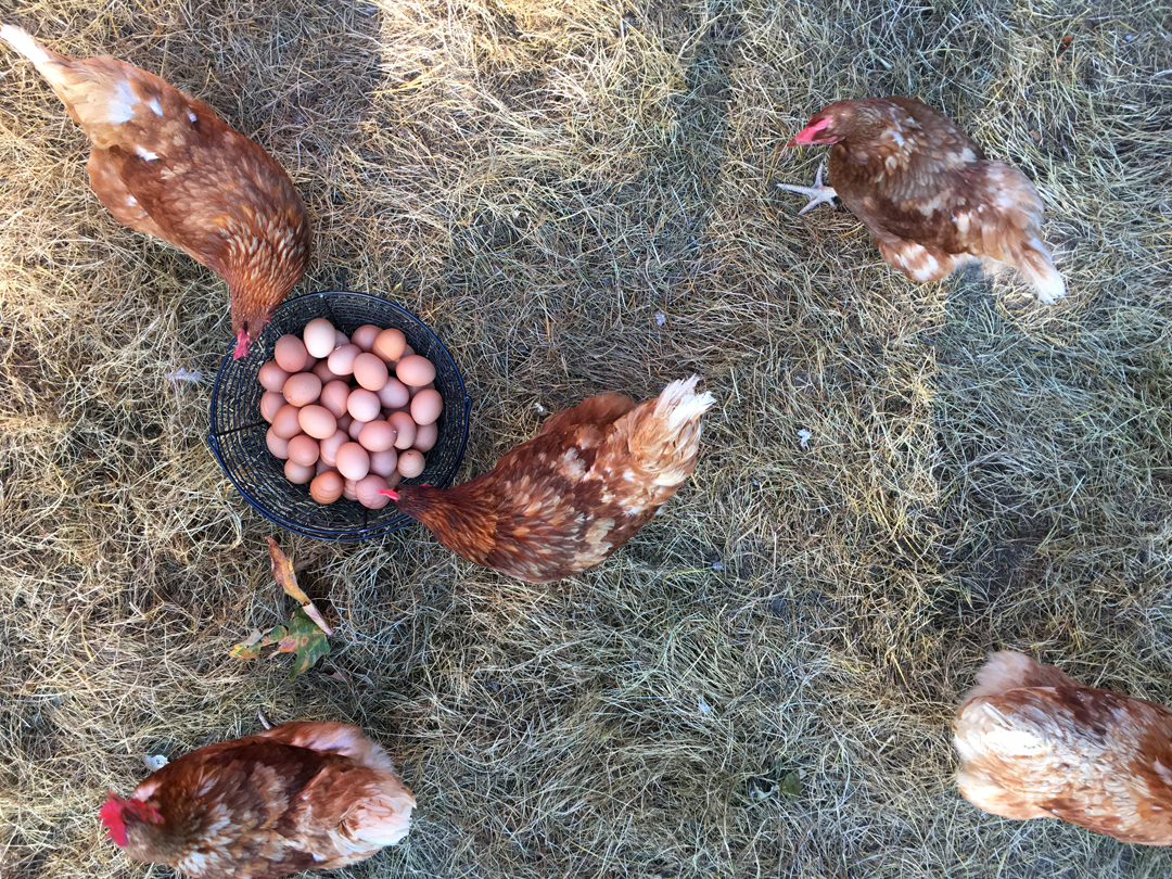 Hens roaming freely on pasture and a basket of farm fresh eggs