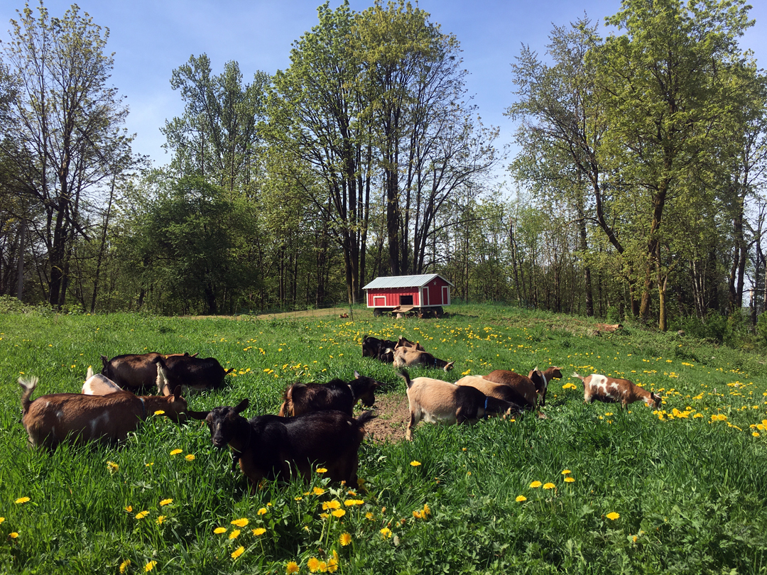 Goats and chickens on a pastured farming system