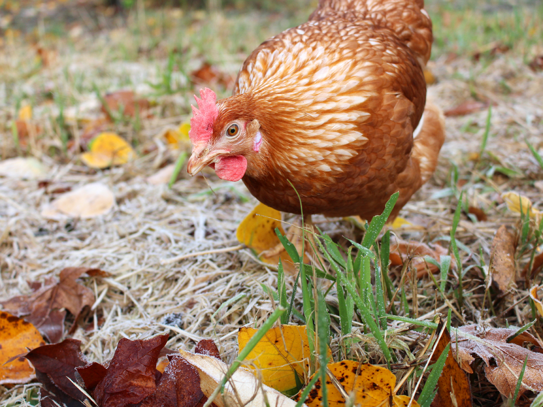 Pastured hen grazing for bugs and vegetation