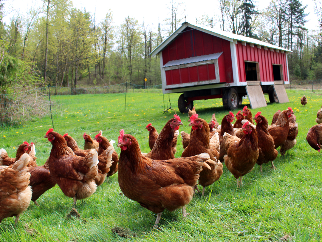 Pastured hens and moveable chicken coop for healthy egg production and environmental benefits.