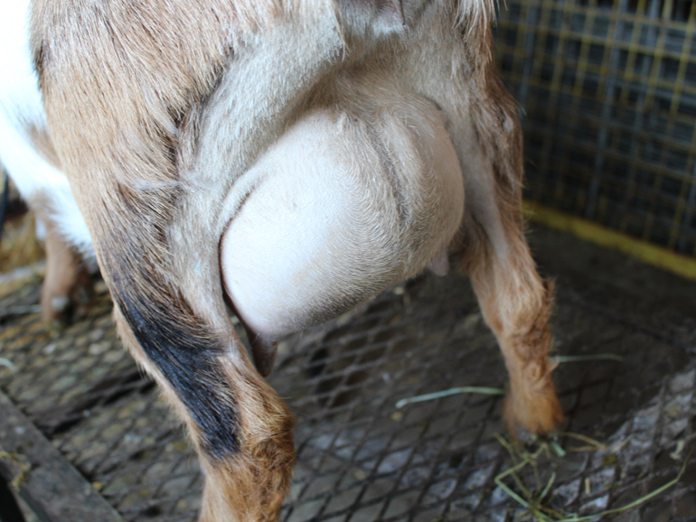 How To Trim Goat Hooves and Use Habitat Items to Provide Natural  Maintenance